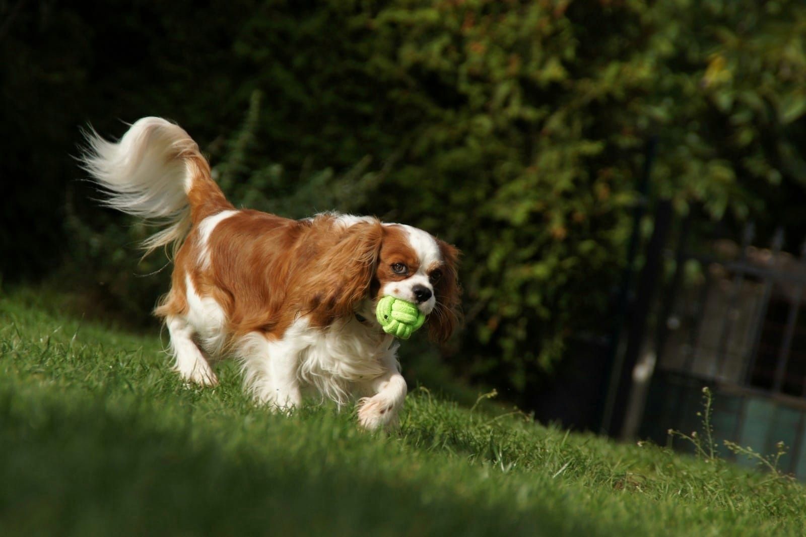 Reproduktor Cavalier King Charles Spaniel