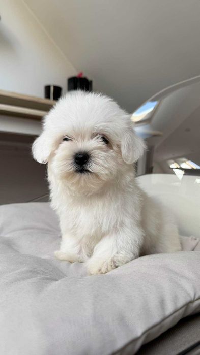 Maltańczyk Miniaturka z Rodowodem Chipem-Piesek