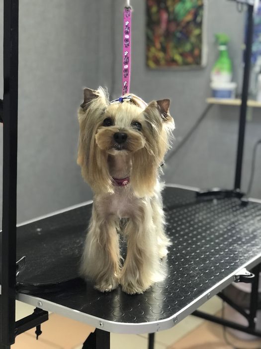 Груминг, грумінг Стрижка собак и кошек