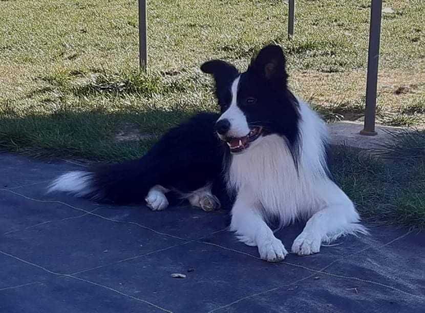 Border collie - piesek z metryką ZKwP/FCI po Championie :)