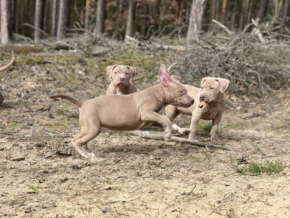 American Pitbull Terrier - samiec Edek