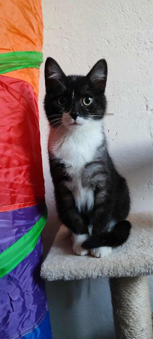 Przystojny młody kawaler do adopcji