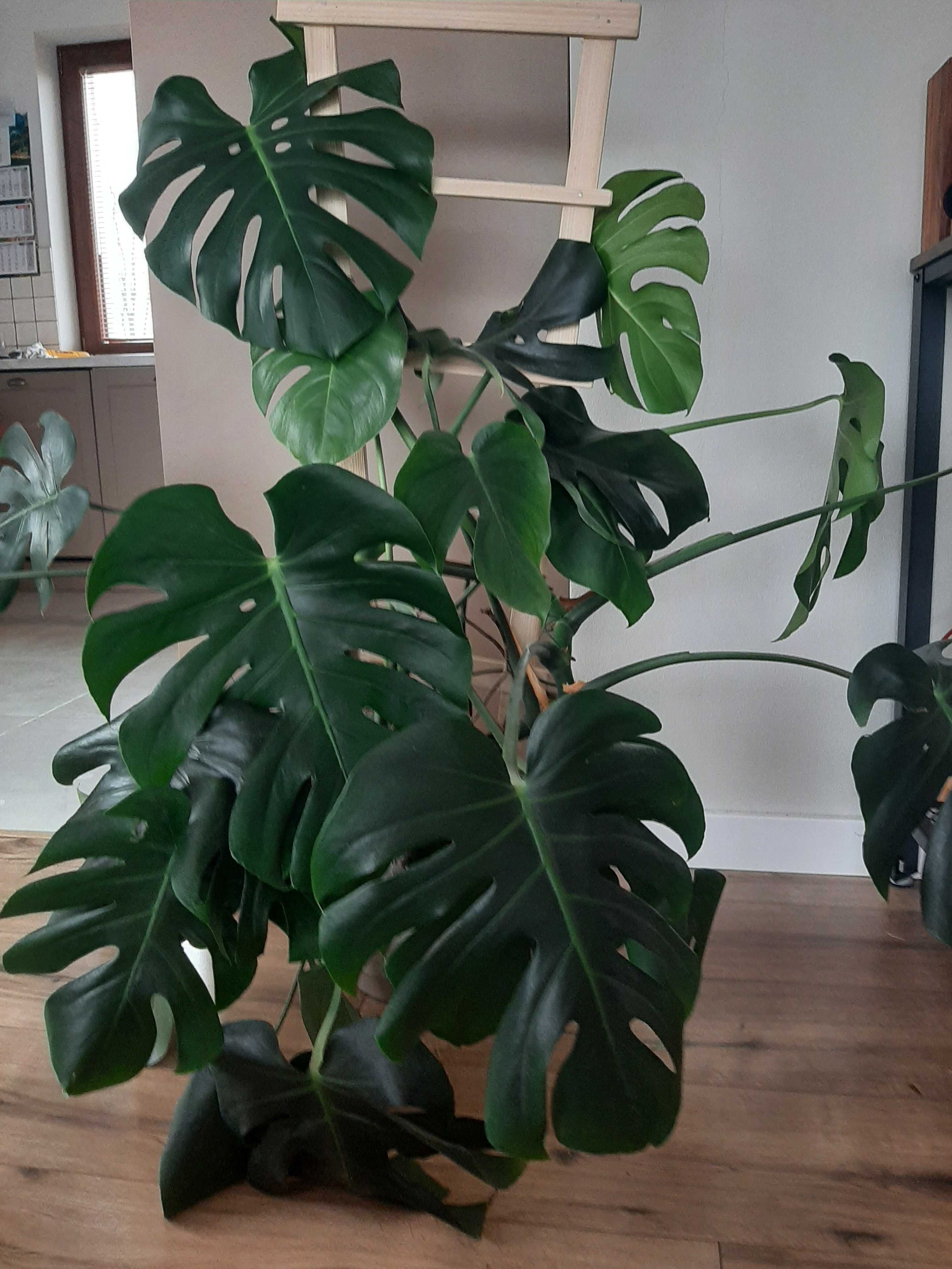 Monstera Deliciosa z drabinką