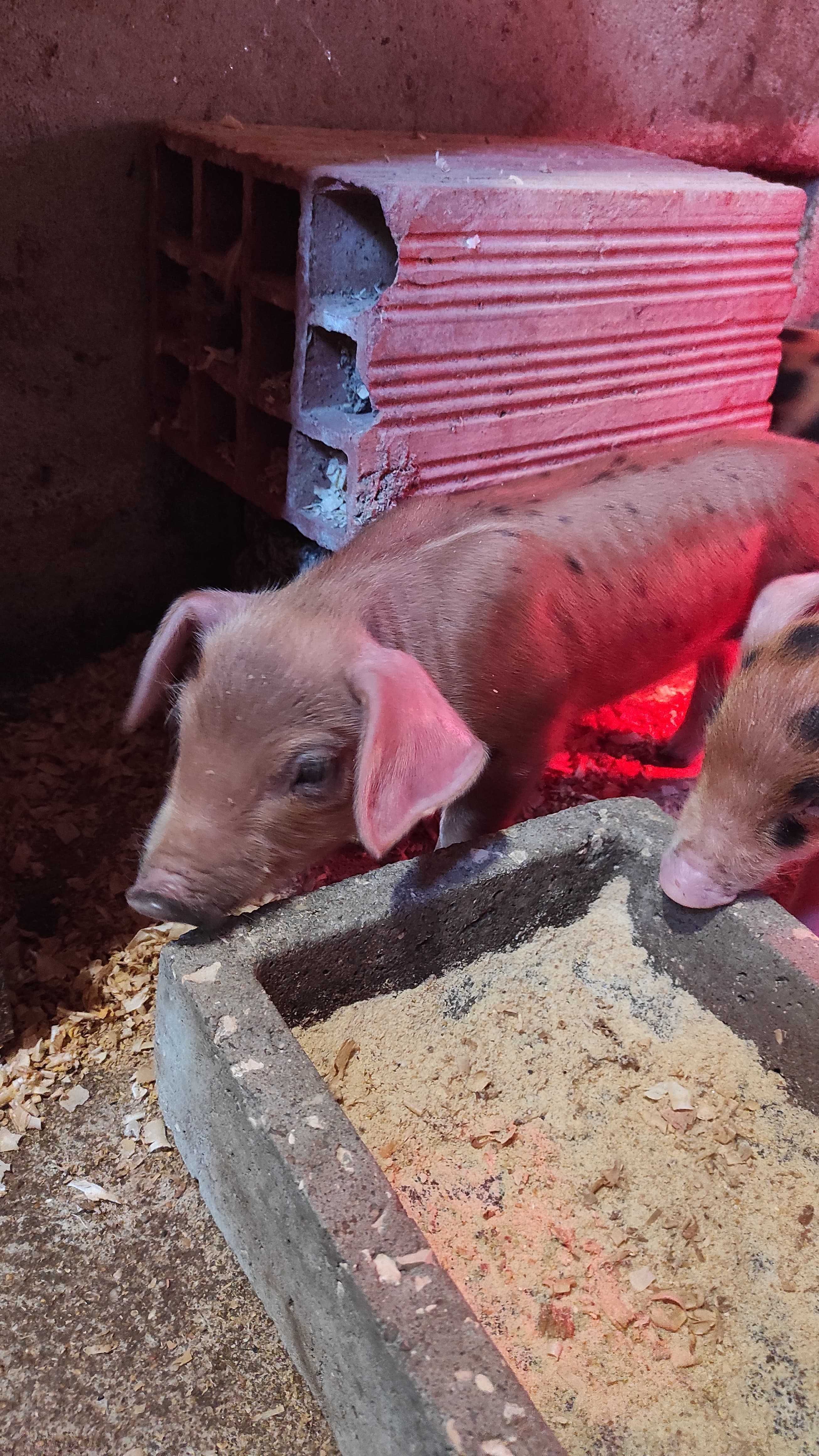 Leitão Malhado de Alcobaça cruzado com Duroc
