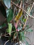 Filodendron, philodenron duży okaz 150cm