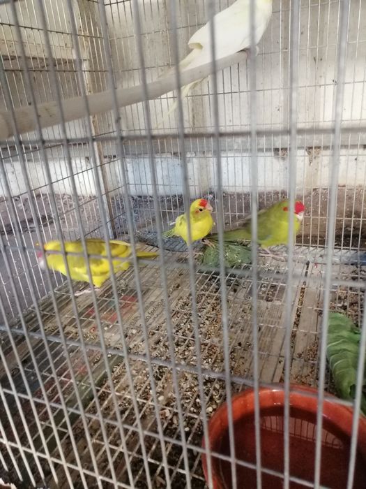 Kakarikis 2025 (malhados)