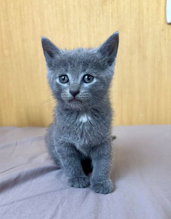 Кошенята напів британці