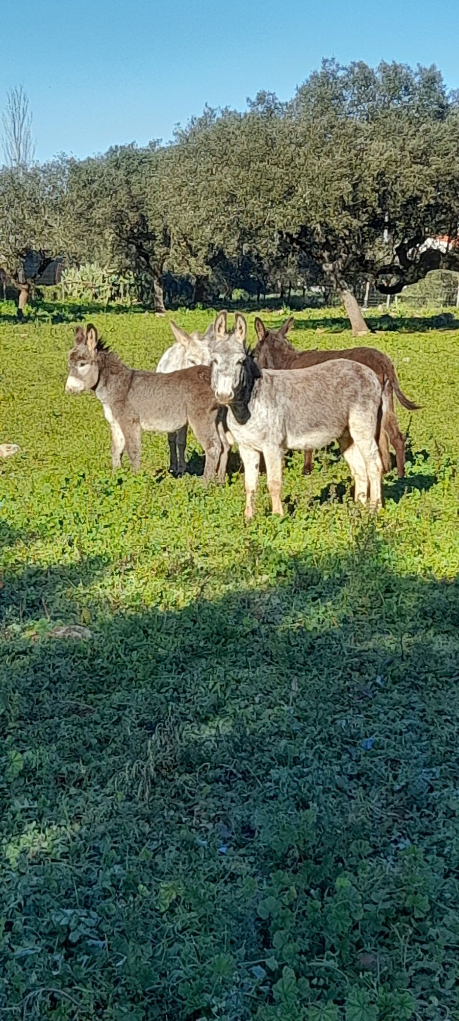 Vendo 3 burros e 2 burras