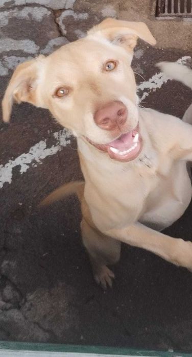 FÊMEA 2 (xLabrador, 6 Meses) Para Adoção