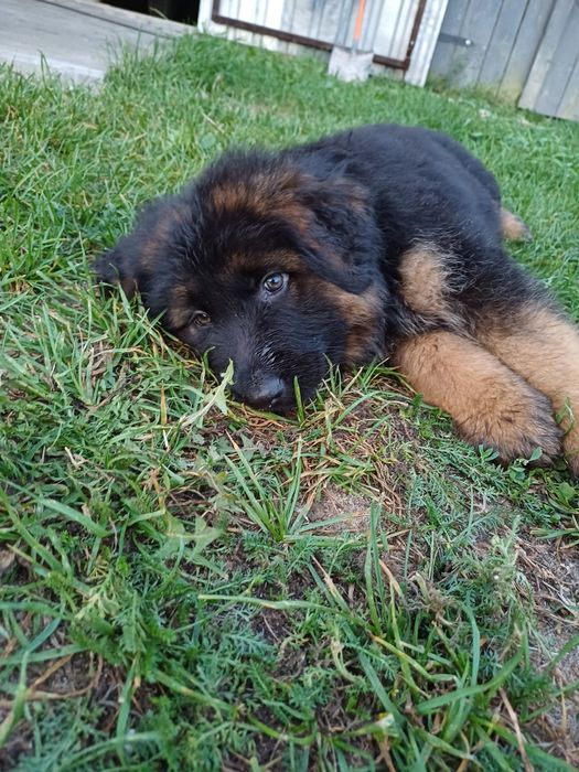 Owczarek niemiecki Pies