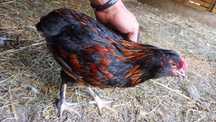 Sprzedam koguta araucana
