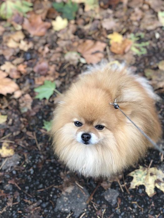 Померанський шпіц , в’язка