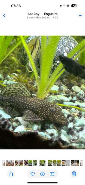 Ancistrus ajudará a limpar o vidro do aquário.