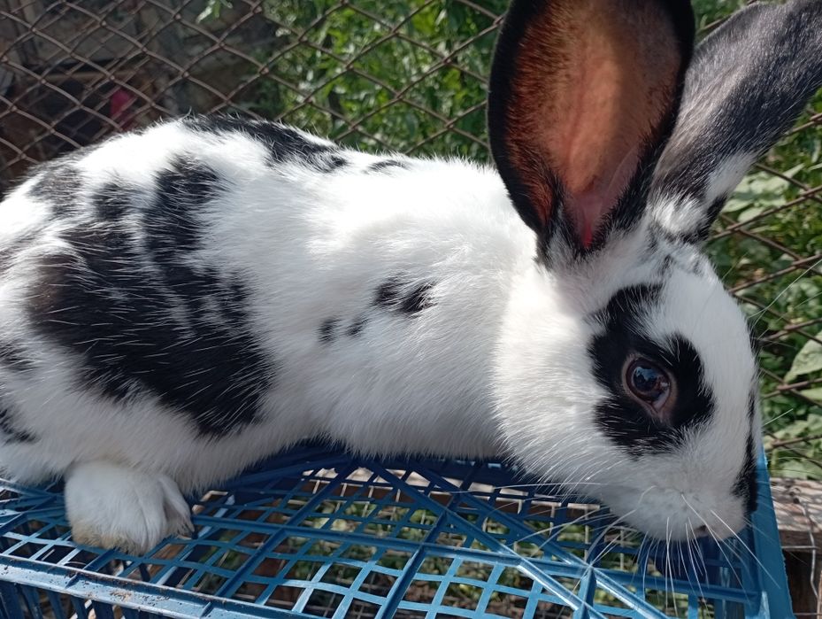 Продам кроликів  кролів