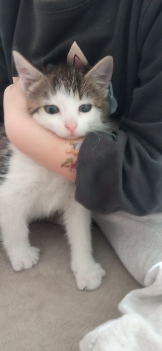 Dwa kotki biały w łatki i szary