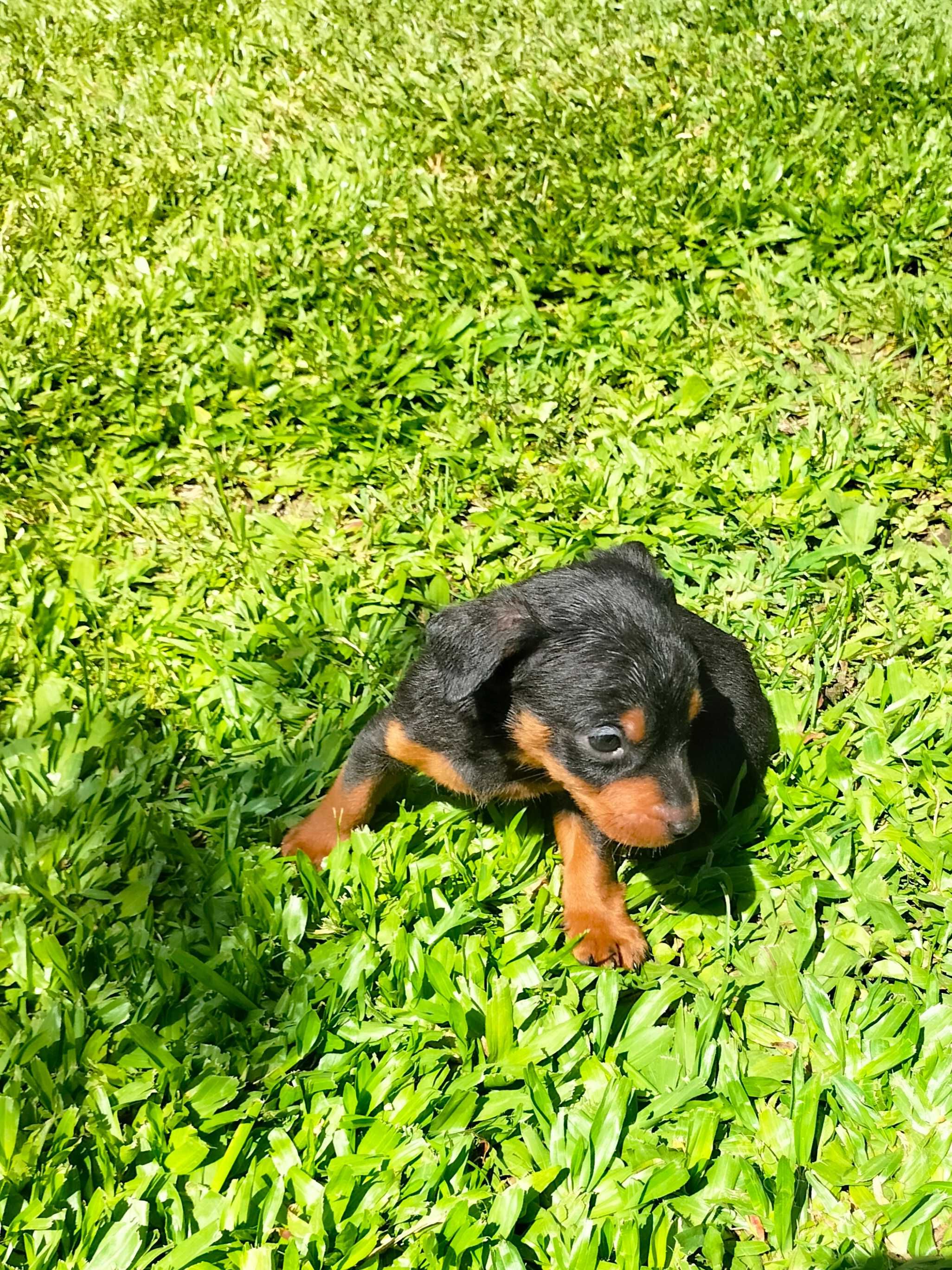 Pinscher  miniatura macho