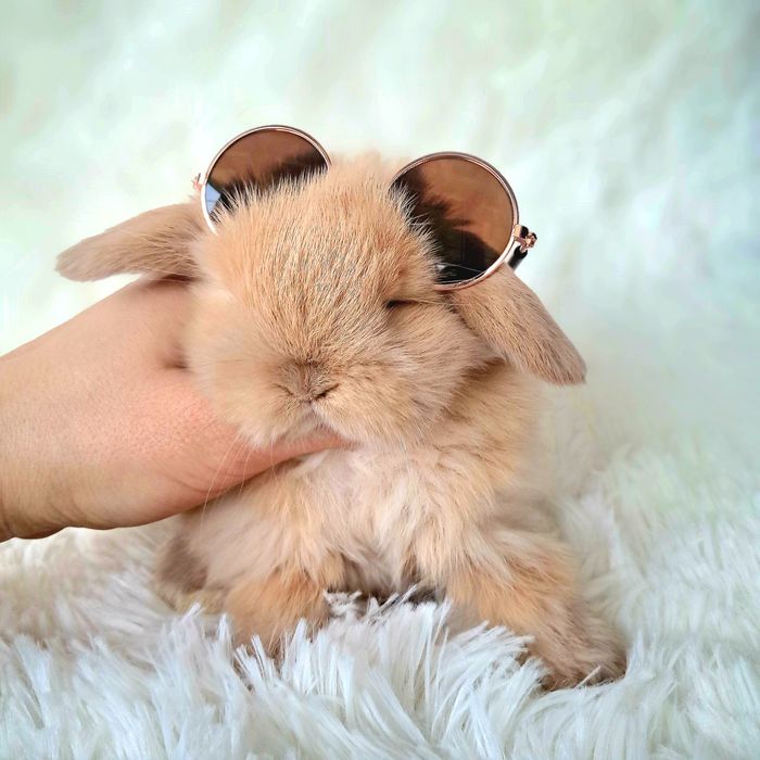 Króliki królik mini lop miniaturki z dokumentacją