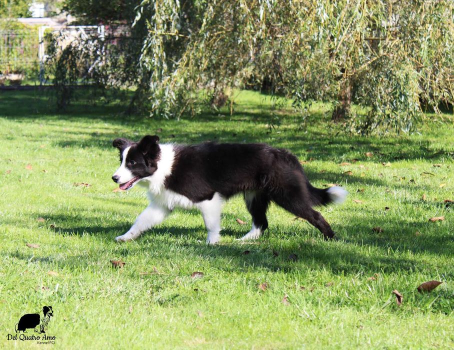 Border collie mały przystojniak NASIR - ZKwP - gotowy do zmiany domu