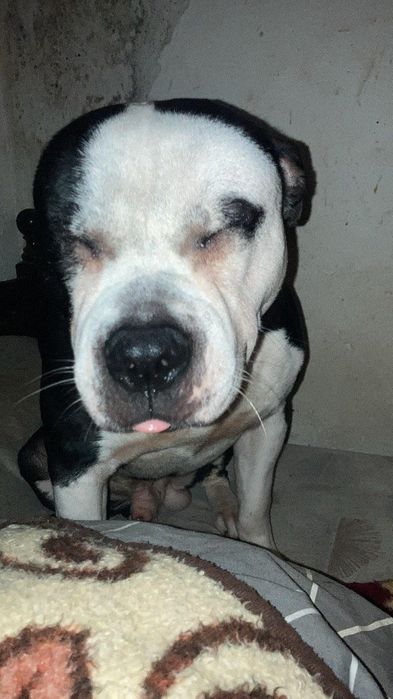 Pitbull para adoção urgente