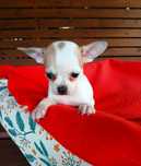 Suczka chihuahua