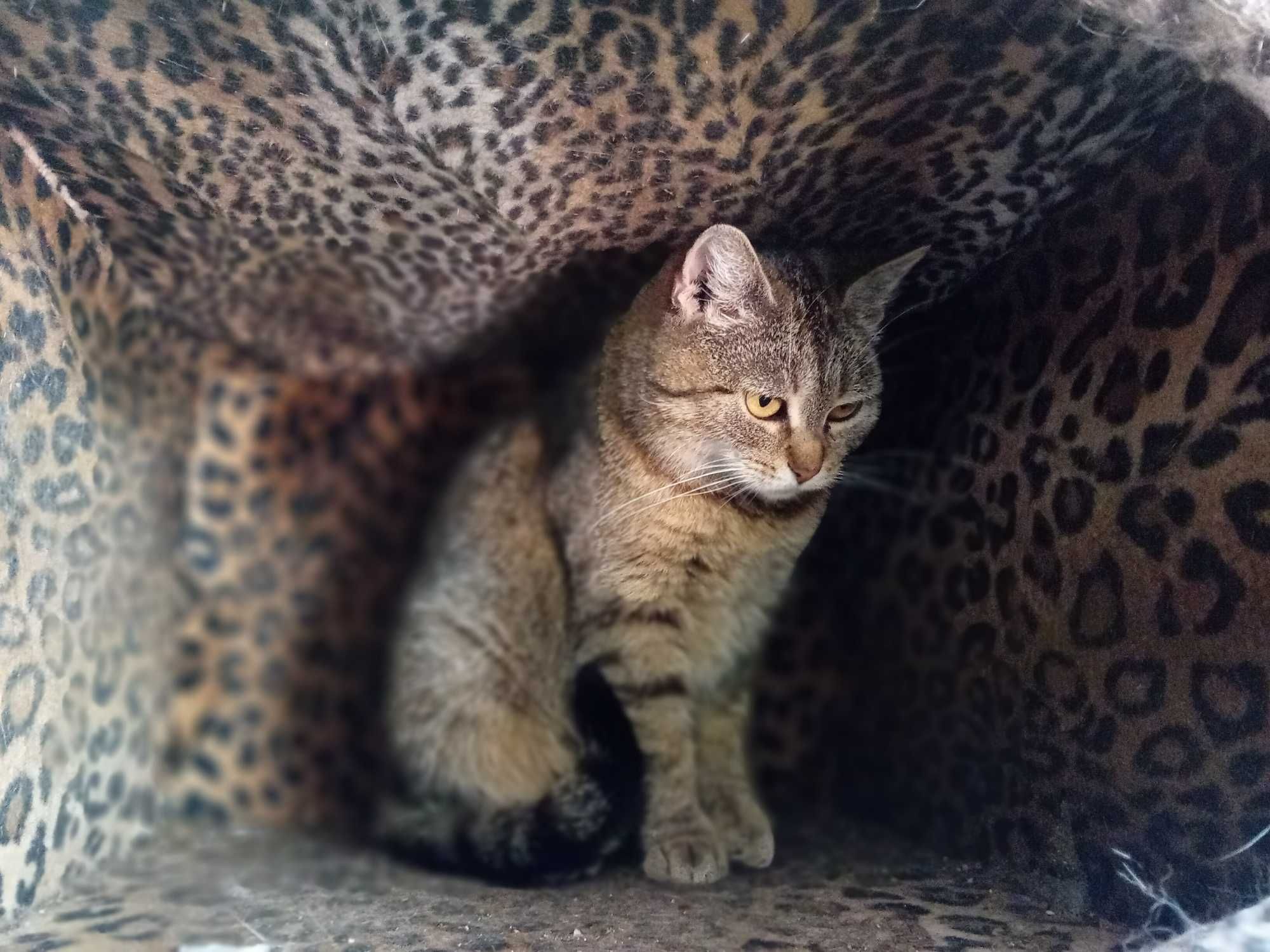 Muszka miziaczek ok dwuletni czeka na adopcję.