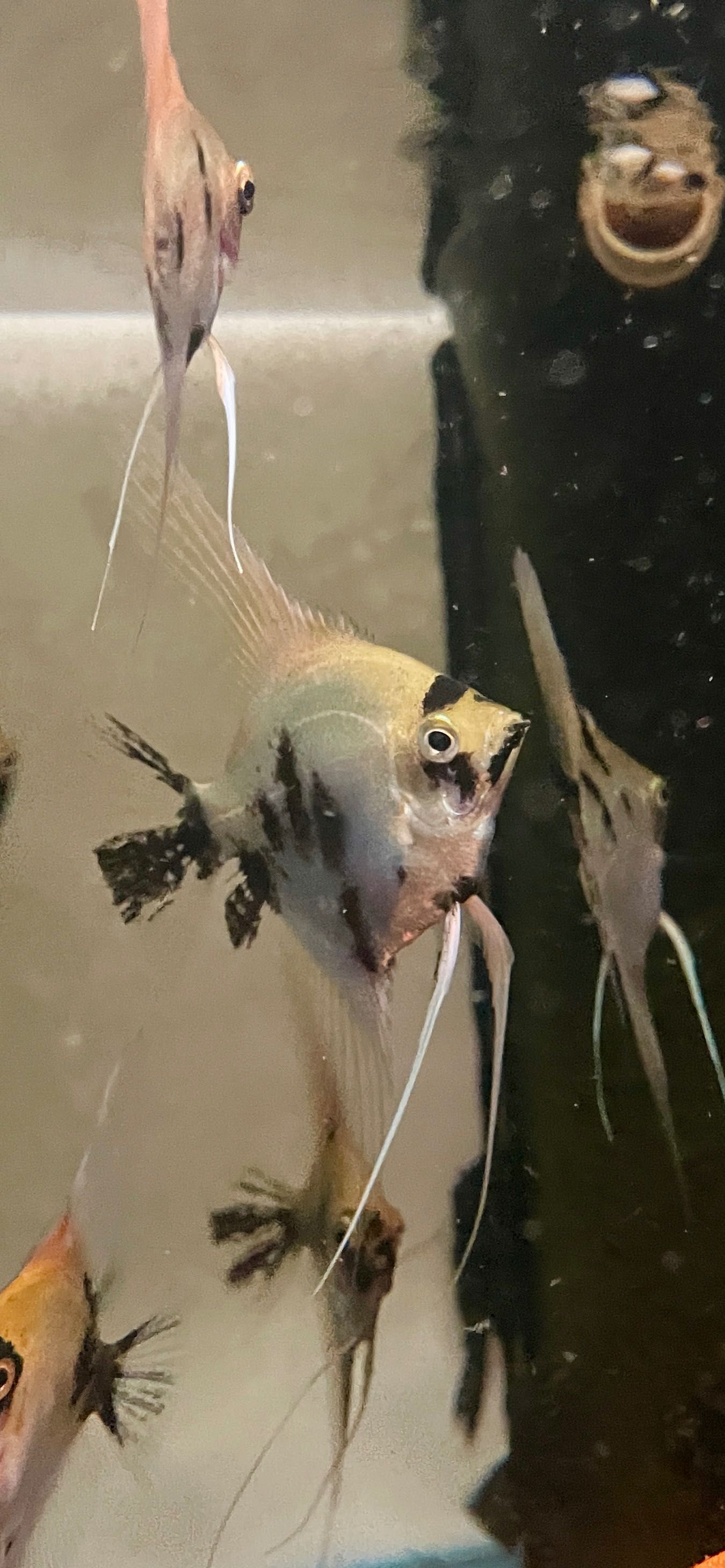 Pterophyllum Scalare (Escalar) - White Koi - A Grade