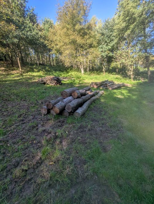 Drewno opałowe 12m3