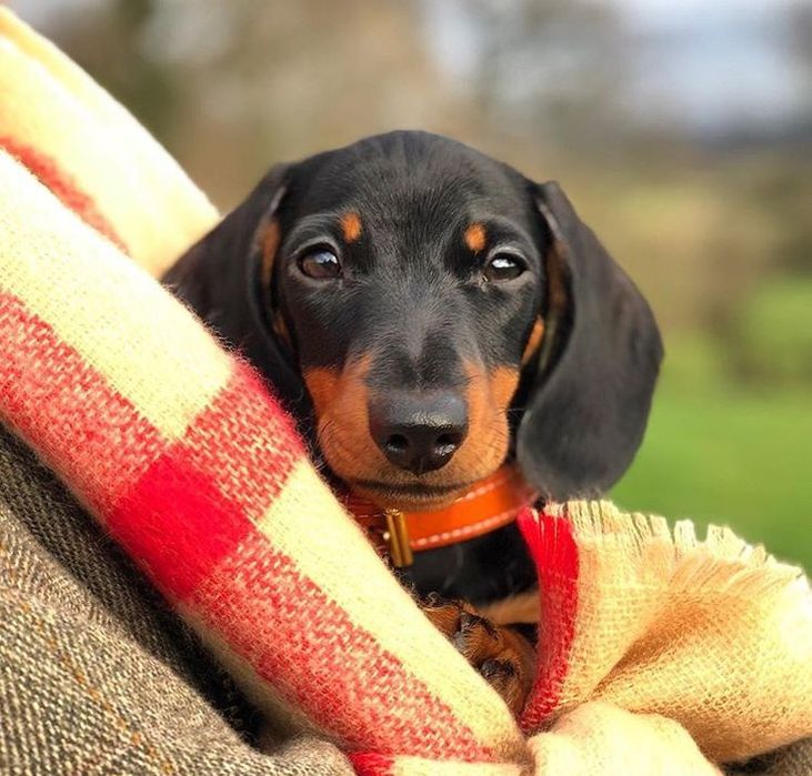 Витонченість породи — маленькі такси чорно-підпалого кольору