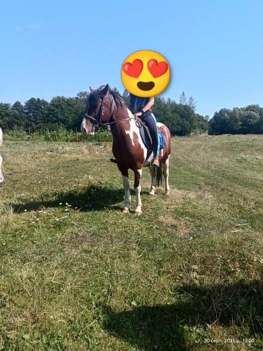 Продається мерин 4,5 роки