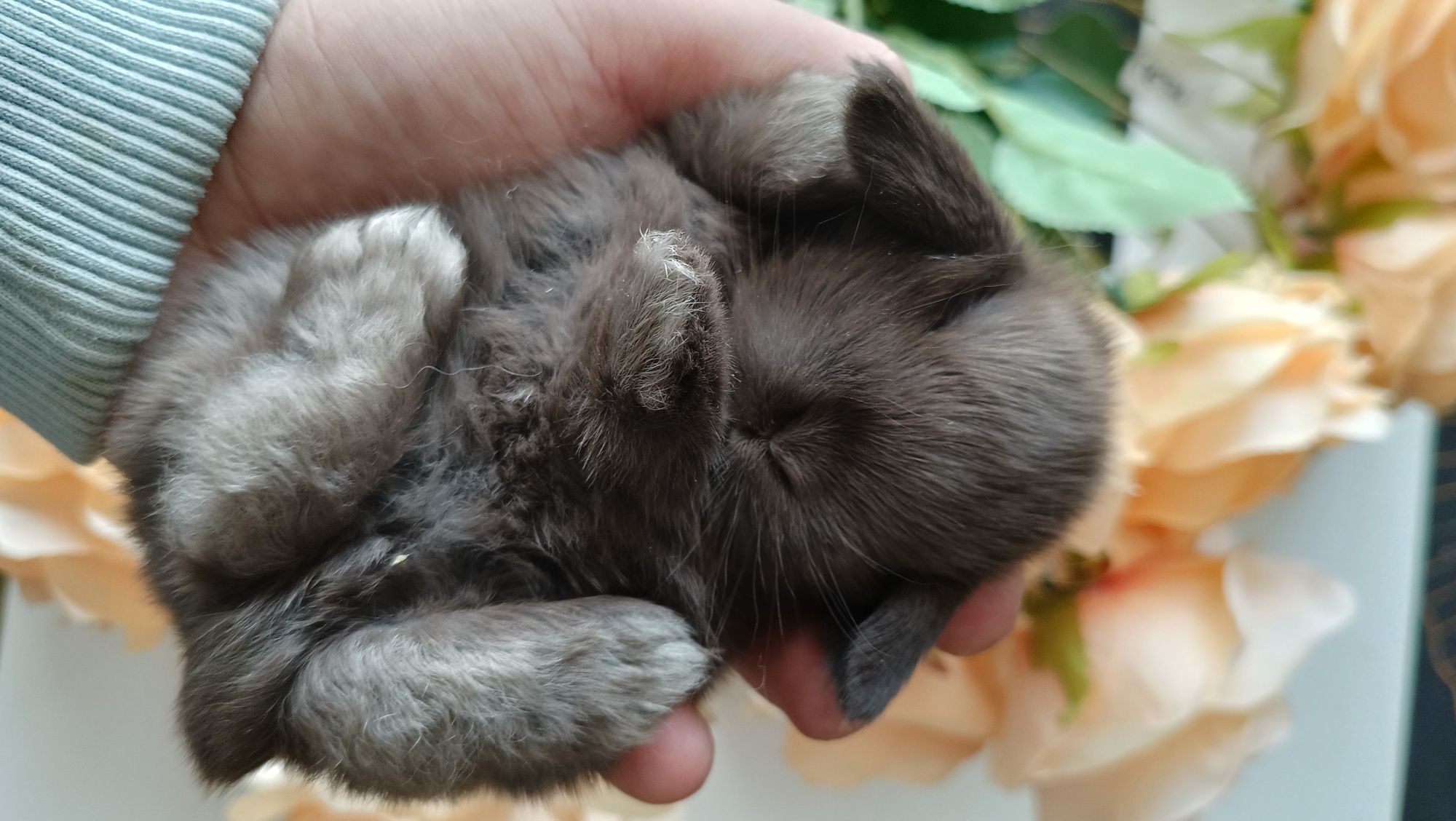 Mini lop króliki karzełek miniaturka baranek hodowla