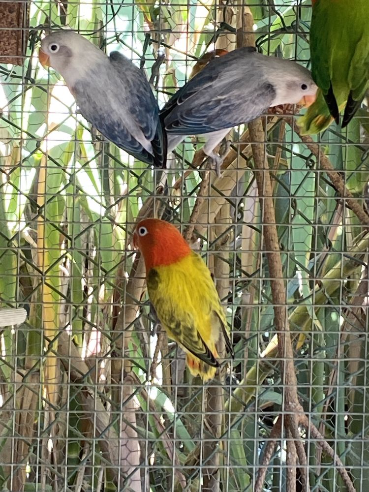 Agapornis opalinos