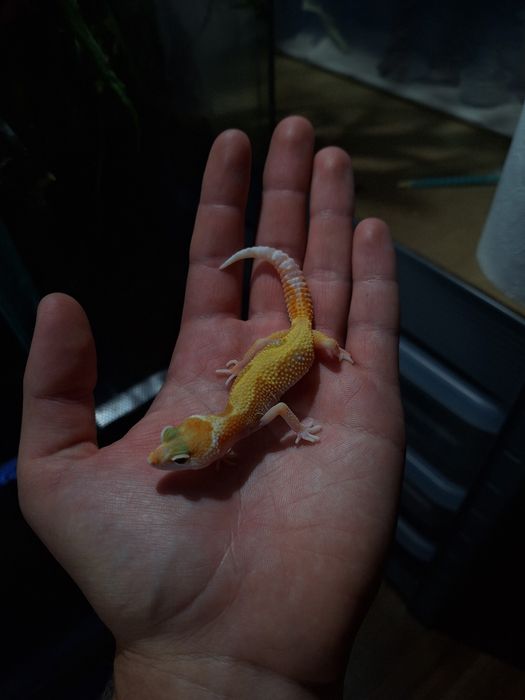 Gekon lamparci orzesiony terrarium