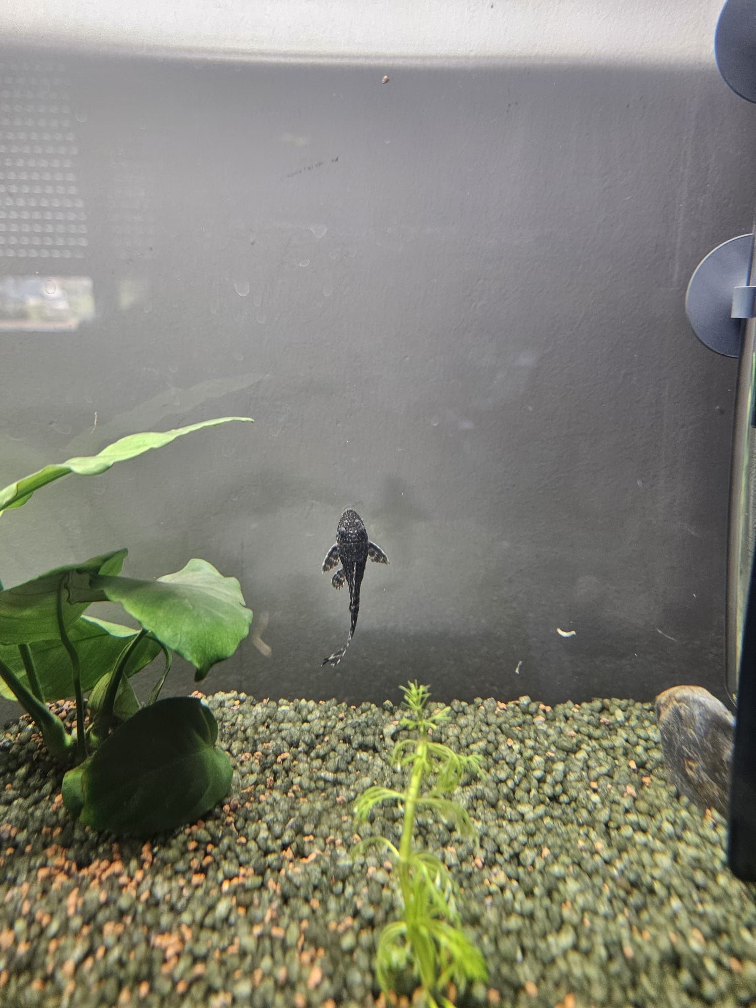 Peixe Plecostomus