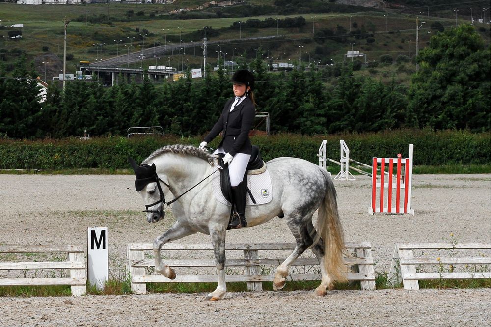 Cavalo luso-arabe