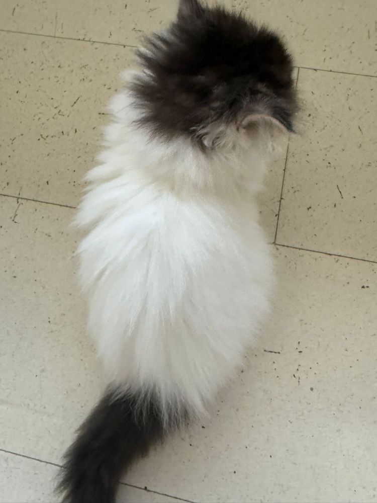 Gata persa tricolor com 3 meses