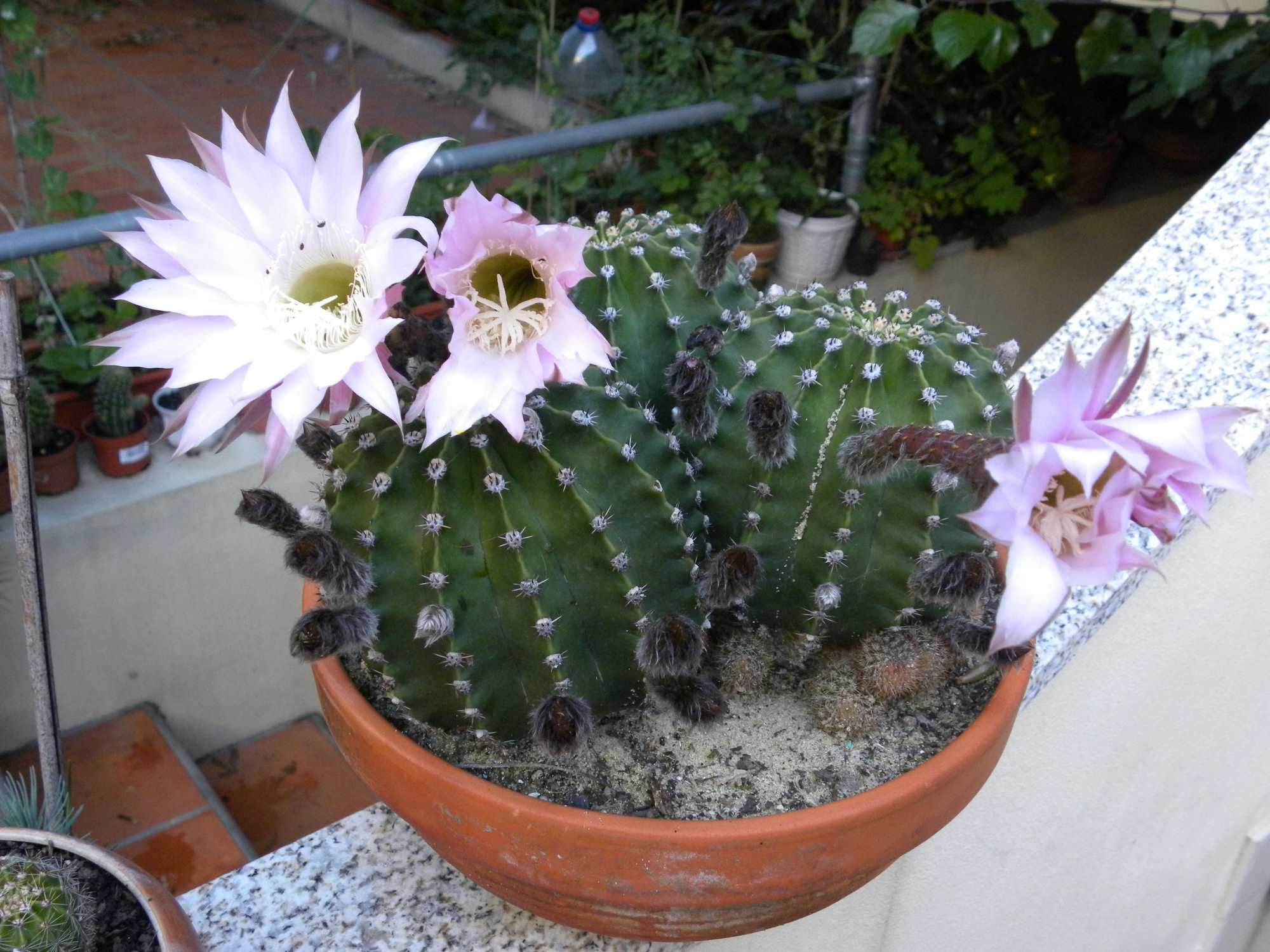 Cactos bola em vaso de barro