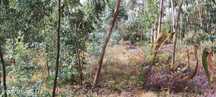 Terreno  para venda