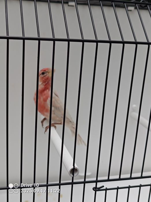 Kanarki gile meksykańskie