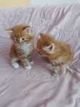 Koty Maine Coon Rezerwacja