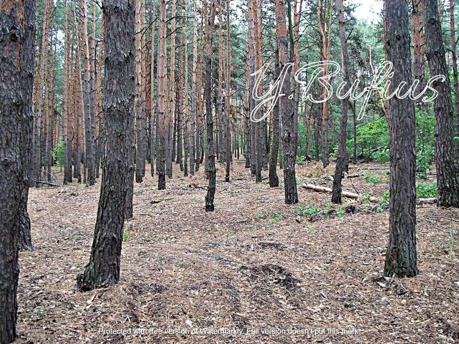 Одеський шлях. В. Салтанівка. Ділянка в сосновому лісі 25 с.