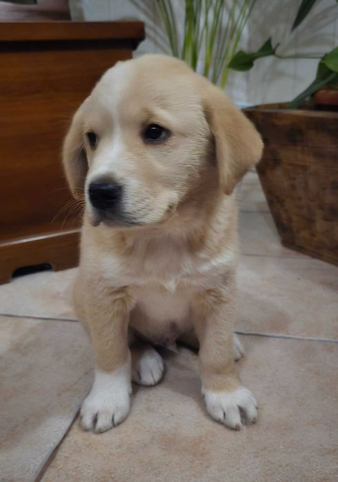 Adoção responsável macho 3 meses