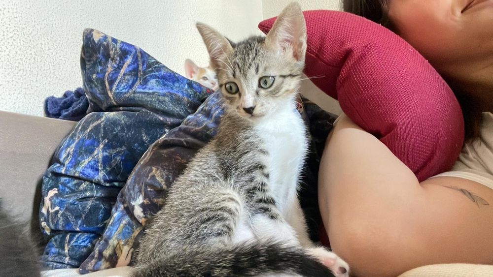 Gatos bebés para adoção responsável