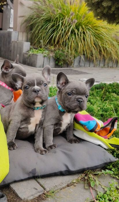 JUŻ DO ODBIORU Buldog francuski BLUE piesek niebieski szczeniak suczka