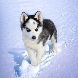 Siberian Husky czarno biały Błękitnooki piesek rodowód! ! ! !