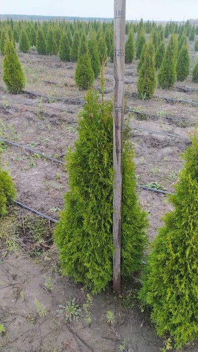 Туя Смарагд оптом з поля - Кременчук, 1-1.2м. Власна доставка.