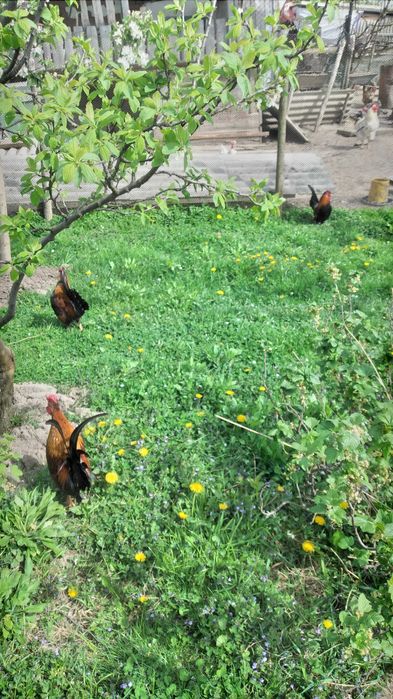 Продам когутів і курчат -бентамки