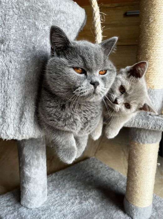 Kot brytyjski liliowy i niebieski