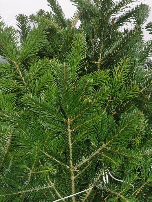 Jodła kaukaska gałęzie pakiet stroisz jodłowy gałązki
