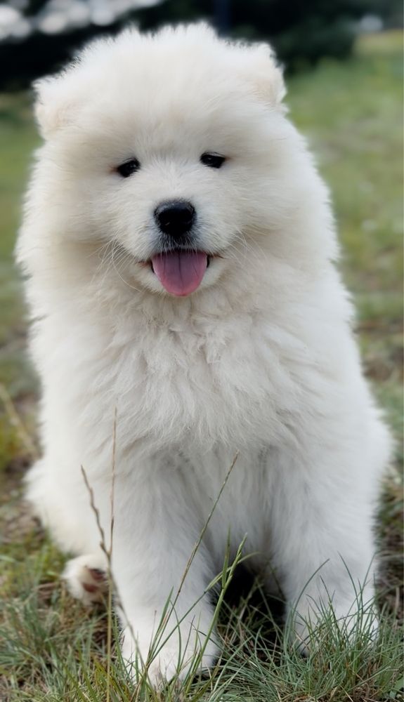 Samoyed szczenię Zkwp/Fci