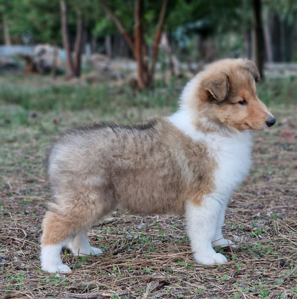 Rough collie macho fulvo testado ADN excelente qualidade